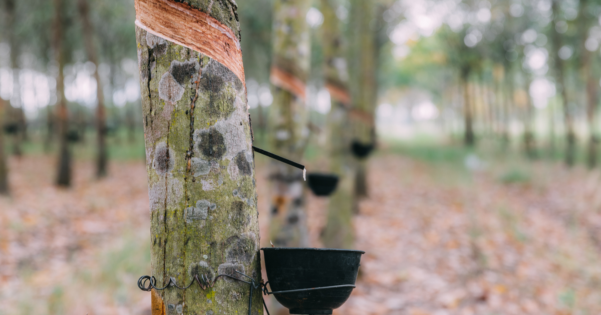 gia von tang cao loi nhuan quy 4 cua cao su tan bien giam 20 65a78531a9c3a