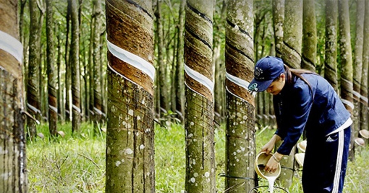 luong va gia ban cao su tang lai rong quy 4 cua dpr tang truong tro lai 65ae39036b53a