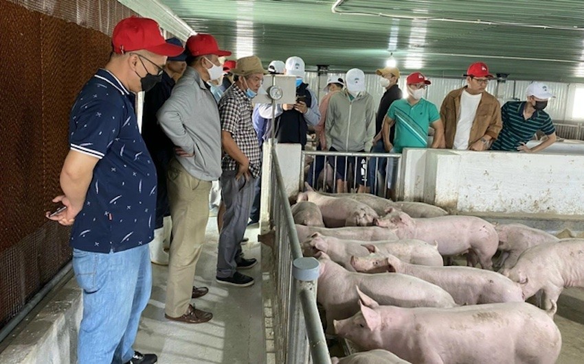 hagl thu 1 000 ty dong trong hai thang dau nam mang chan nuoi van i ach 65e91bcf267e0