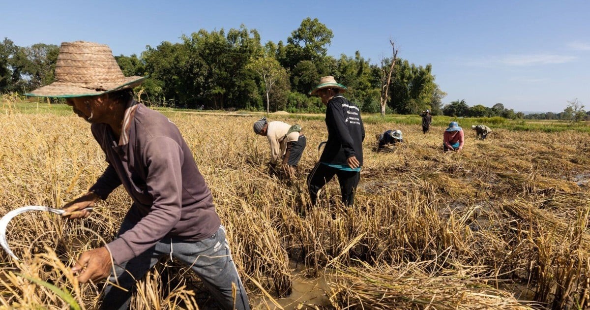 nan lua ma hoanh hanh tai chau a de doa nang suat luong thuc 65eec0cea4d5b
